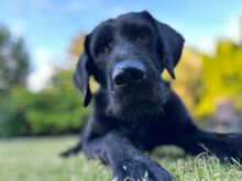 DAN, Hund, Labrador Retriever-Mix in Neusitz - Bild 15