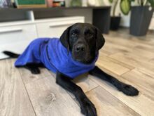 DAN, Hund, Labrador Retriever-Mix in Neusitz - Bild 16