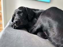 DAN, Hund, Labrador Retriever-Mix in Neusitz - Bild 3