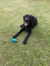 DAN, Hund, Labrador Retriever-Mix in Neusitz - Bild 5