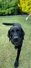 DAN, Hund, Labrador Retriever-Mix in Neusitz - Bild 7