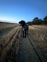 DAN, Hund, Labrador Retriever-Mix in Neusitz - Bild 8