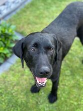 DAN, Hund, Labrador Retriever-Mix in Neusitz - Bild 9