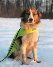 LOBO, Hund, Mischlingshund in Kroatien - Bild 1