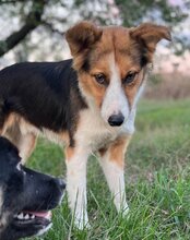 LOBO, Hund, Mischlingshund in Kroatien - Bild 10