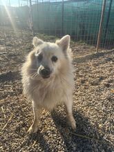 BELO, Hund, Mischlingshund in Slowakische Republik - Bild 2