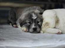 LOUISE, Hund, Mischlingshund in Griechenland - Bild 2