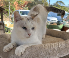 CAGNEY, Katze, Europäisch Kurzhaar in Portugal - Bild 1