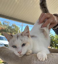 CAGNEY, Katze, Europäisch Kurzhaar in Portugal - Bild 2