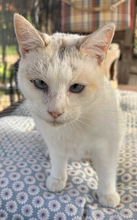 CAGNEY, Katze, Europäisch Kurzhaar in Portugal - Bild 3