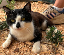 GATSBY, Katze, Europäisch Kurzhaar in Portugal - Bild 2