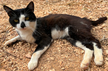 GATSBY, Katze, Europäisch Kurzhaar in Portugal - Bild 3