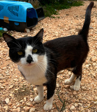 GATSBY, Katze, Europäisch Kurzhaar in Portugal - Bild 4