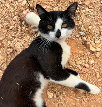 GATSBY, Katze, Europäisch Kurzhaar in Portugal - Bild 5