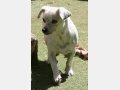 SIMEYA, Hund, Mischlingshund in Kirchardt - Bild 10