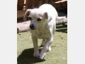 SIMEYA, Hund, Mischlingshund in Kirchardt - Bild 11