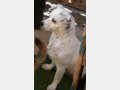 SIMEYA, Hund, Mischlingshund in Kirchardt - Bild 13