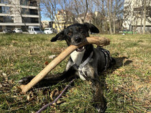 DOBBY, Hund, Mischlingshund in Bulgarien - Bild 10