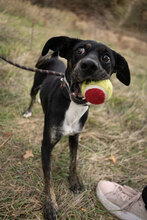 DOBBY, Hund, Mischlingshund in Bulgarien - Bild 12