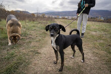 DOBBY, Hund, Mischlingshund in Bulgarien - Bild 13