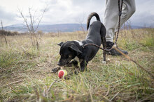 DOBBY, Hund, Mischlingshund in Bulgarien - Bild 14