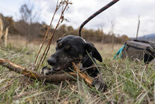 DOBBY, Hund, Mischlingshund in Bulgarien - Bild 18