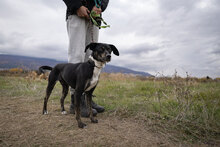 DOBBY, Hund, Mischlingshund in Bulgarien - Bild 19