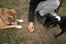 DOBBY, Hund, Mischlingshund in Bulgarien - Bild 20