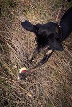 DOBBY, Hund, Mischlingshund in Bulgarien - Bild 22