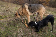 DOBBY, Hund, Mischlingshund in Bulgarien - Bild 23