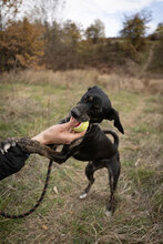 DOBBY, Hund, Mischlingshund in Bulgarien - Bild 24