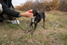 DOBBY, Hund, Mischlingshund in Bulgarien - Bild 25