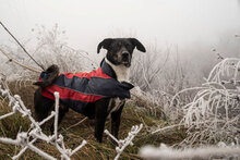 DOBBY, Hund, Mischlingshund in Bulgarien - Bild 28