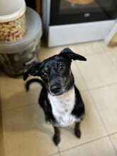 DOBBY, Hund, Mischlingshund in Bulgarien - Bild 29