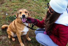 GINGER, Hund, Mischlingshund in Bulgarien - Bild 2