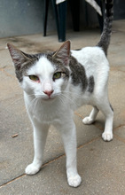 KENNY, Katze, Europäisch Kurzhaar in Portugal - Bild 4