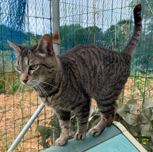 BAMBI, Katze, Europäisch Kurzhaar in Portugal - Bild 3