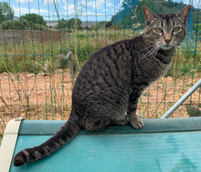 BAMBI, Katze, Europäisch Kurzhaar in Portugal - Bild 4