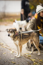 DIDI, Hund, Mischlingshund in Bulgarien - Bild 2