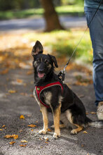 GABI, Hund, Mischlingshund in Bulgarien - Bild 3