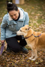 HERA, Hund, Mischlingshund in Bulgarien - Bild 2