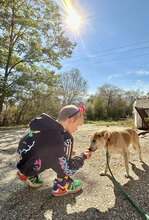 HERA, Hund, Mischlingshund in Bulgarien - Bild 3