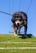 SOPHIA, Hund, Mischlingshund in Bulgarien - Bild 2