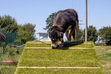 SOPHIA, Hund, Mischlingshund in Bulgarien - Bild 4