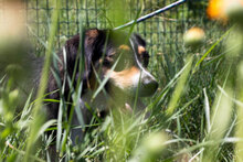 SOPHIA, Hund, Mischlingshund in Bulgarien - Bild 6