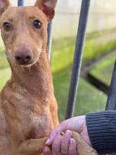 BANANA, Hund, Podenco in Spanien - Bild 1