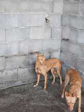 BANANA, Hund, Podenco in Spanien - Bild 2