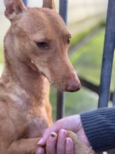 BANANA, Hund, Podenco in Spanien - Bild 5