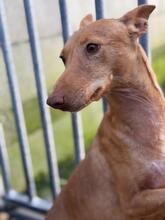 BANANA, Hund, Podenco in Spanien - Bild 6