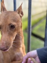 BANANA, Hund, Podenco in Spanien - Bild 7